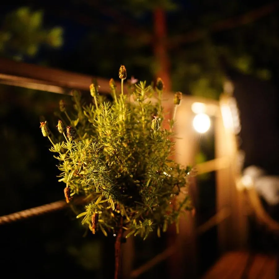 My Tree Home Warszawa, Macierowe Bagno Warsaw